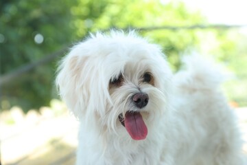Cute white Maltese dog at home. Adorable pet