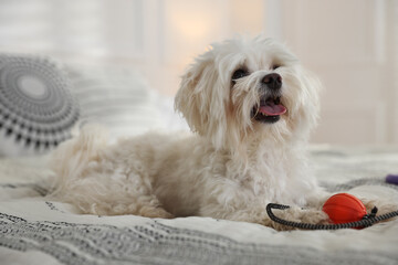 Cute white Maltese dog with toy on bed at home