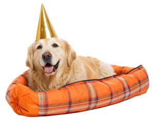 A golden retriever wearing a party hat lying in an orange plaid dog bed against a white background