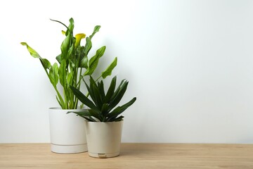 Greenery growing in flowerpots on the table