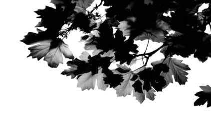 Black And White Leaf Silhouette Against Dark Background