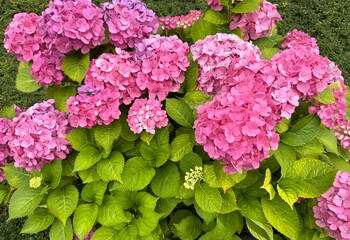 Beautiful pink hydrangea flowers in the garden, close-up