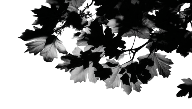 Black And White Leaf Silhouette Against Dark Background