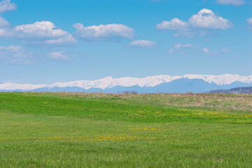 Fototapeta premium Beautiful green field with patches of yellow flowers leads to a range of snow-covered mountains beneath a clear blue sky filled with scattered clouds, creating a calm and vibrant natural scene