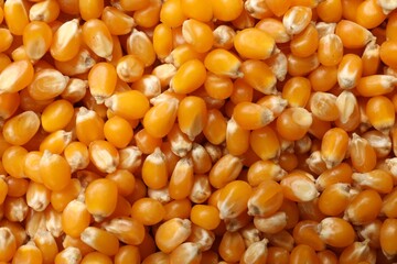 Many golden corn kernels as background, closeup