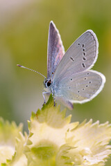 Cupido minimus - the small blue butterfly on the European yellow-rattle, Rhinanthus alectorolophus