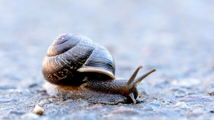 Snail crawls along the road in the early morning