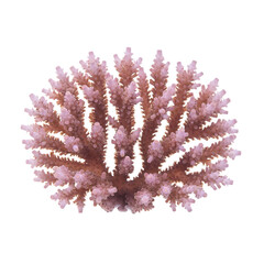 Naklejka premium Closeup of a delicate pink staghorn coral branch isolated on transparent background, showcasing its intricate structure and the beauty of marine life