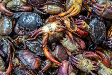 Fresh rice field crabs soaked in salt water, a traditional ingredient in Asian cuisine, highlighting authentic local food culture and exotic delicacy.