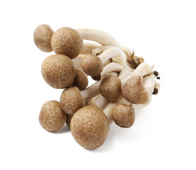 Cluster of fresh brown shimeji mushrooms isolated on white