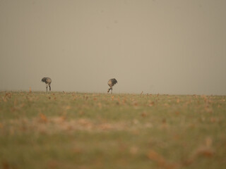 Żuraw we mgle © Marcin