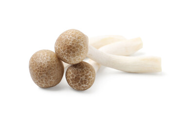 Fresh brown shimeji mushrooms isolated on white