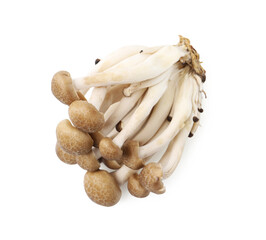 Cluster of fresh brown shimeji mushrooms isolated on white, top view