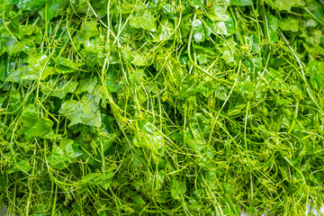 Fresh Coccinia grandis young shoots were displayed at a vegetable market stall, creating a natural background, green pattern, and leafy texture.