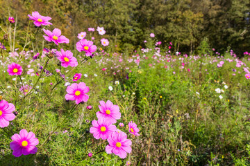 Pink cosmos (Cosmos bipinnatus) flowers in the field in Evertsbos, Netherlands