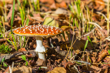 Colorful fly agaric (Amanita muscaria) in autumn in Evertsbos, Netherlands