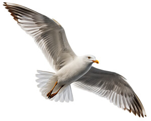 Fototapeta premium A seagull with its wings spread wide against a bright white background in a full shot view of the bird