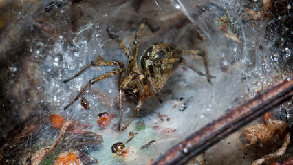 spider on the web
