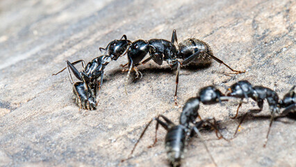 ant on the ground