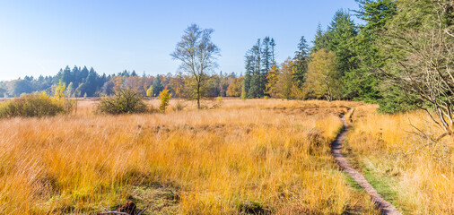 Panorama of a walking path on the heather fields of Evertsbos, Netherlands