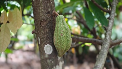 Cocoa tree with green cocoa pods.