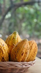 Ripe yellow cocoa pods in basket.