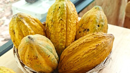 Ripe yellow cocoa pods in basket.