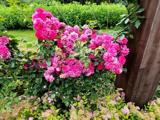Pink roses in the garden. Spiraea japonica.