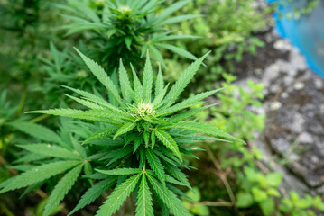Marijuana Plant with Bud Growing in a Garden