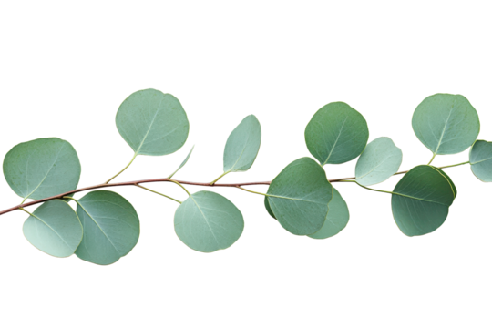 Bright eucalyptus stem with vivid round green leaves displayed against a clean white background highlighting natural beauty and texture