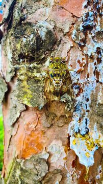 A cicada sits on a tree on hot summer day, closeup shot. Slow motion. Korea