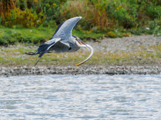 Grey heron (Ardea cinerea) in flight with a large eel in its beak