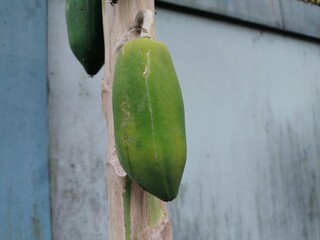 green beans on a wooden wall