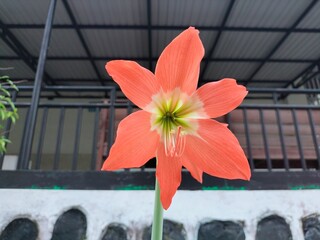 red flower in the garden