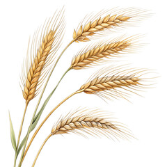 Fototapeta premium Rye grains isolated on white background, showing elongated, brownish seeds known for high fiber,