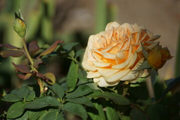 orange rose on the street