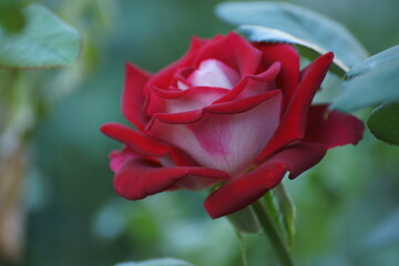 red rose bud