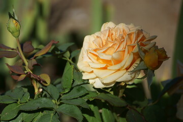 single orange rose