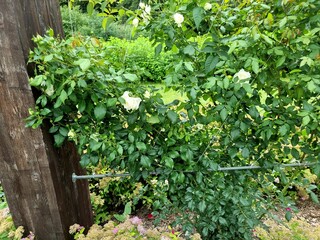 close-up shot of beautiful white roses in the garden