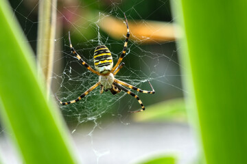 Wasp spider Argiope bruennichi with yellow black stripes sitting on its silk web in natural green...