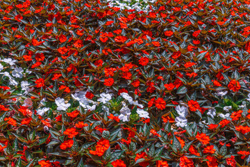 Red and White Flowers