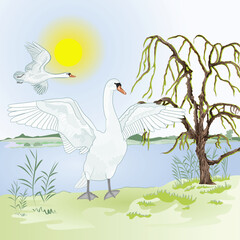 Swans water birdwatching birds on the shore of lake watercolor vintage vector illustration editable hand drawn