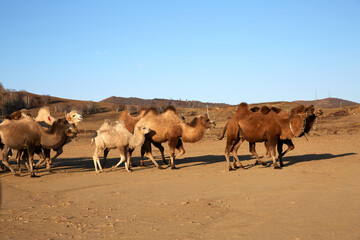 Walking camel herds on Ulan Butong Grassland, China