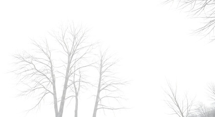 Fototapeta premium Winter Trees: High-Contrast, Monochrome, Abstract Nature Background Image