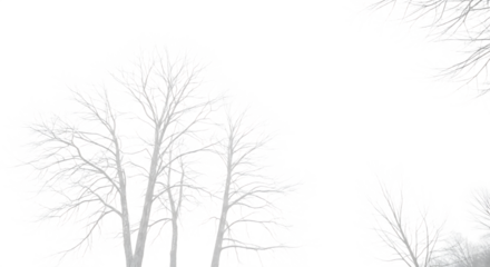 Winter Trees:  High-Contrast, Monochrome,  Abstract Nature Background Image