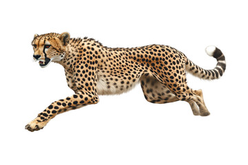 Obraz premium Cheetah sprinting across a plain with its legs extended and dust flying during a fast-paced chase in a natural habitat