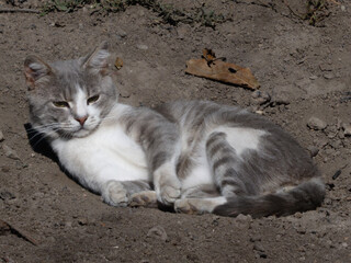 A cute gray and white cat observing surroundings.