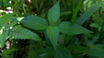 green leaves of a plant, flower in the garden. Green leaves pattern background, Natural background and wallpaper. Perfect for documentaries about tropical rainforests and World Environment Day on June