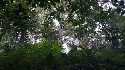 Nature lover, Beautiful wallpaper view of sunshine and trees in forest. Perfect for documentaries about tropical rainforests and World Environment Day on June 5th.