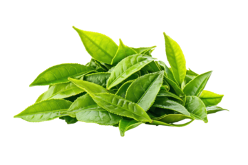 Fresh green tea leaves harvested and displayed on a clean white background, showcasing their vibrant color and texture, emphasizing quality and natural freshness for tea preparation